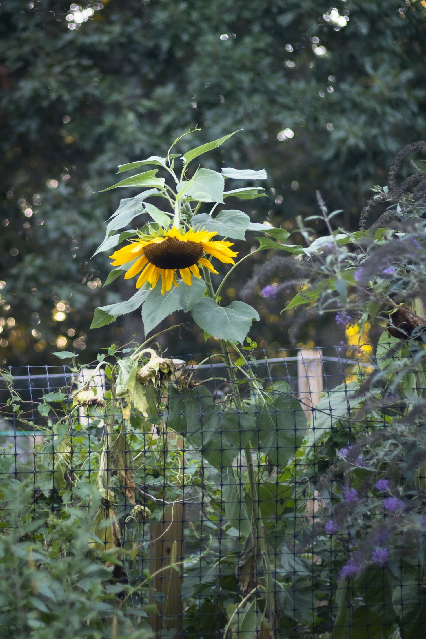 Why Ecological Stewardship Matters In Virginia